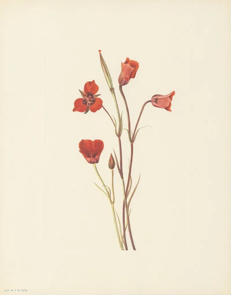 Scarlet Mariposa Calochortus Kennedyi 3