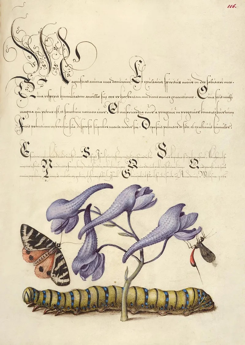 Scarlet Tiger Moth Larkspur Insect And Caterpillar by Joris Hoefnagel - Canvas Print