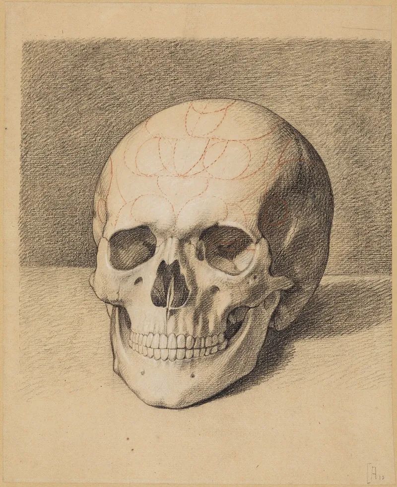 Schadelstudie Frontalansicht Eines Schadels