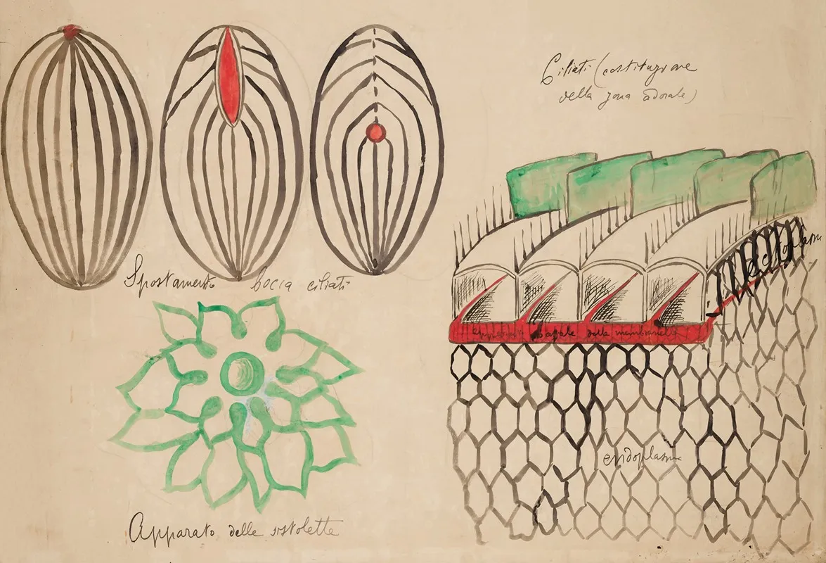 Schematic Drawings Of The Locomotor System Of Ciliated Protozoa
