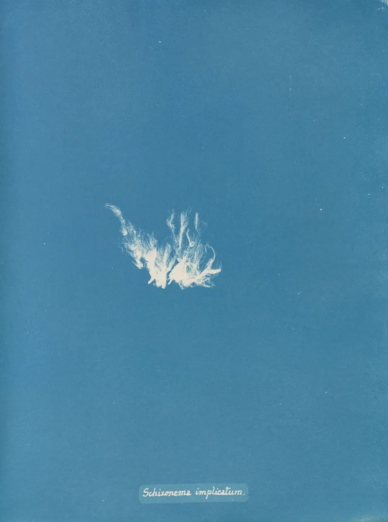 Schizonema Implicatum