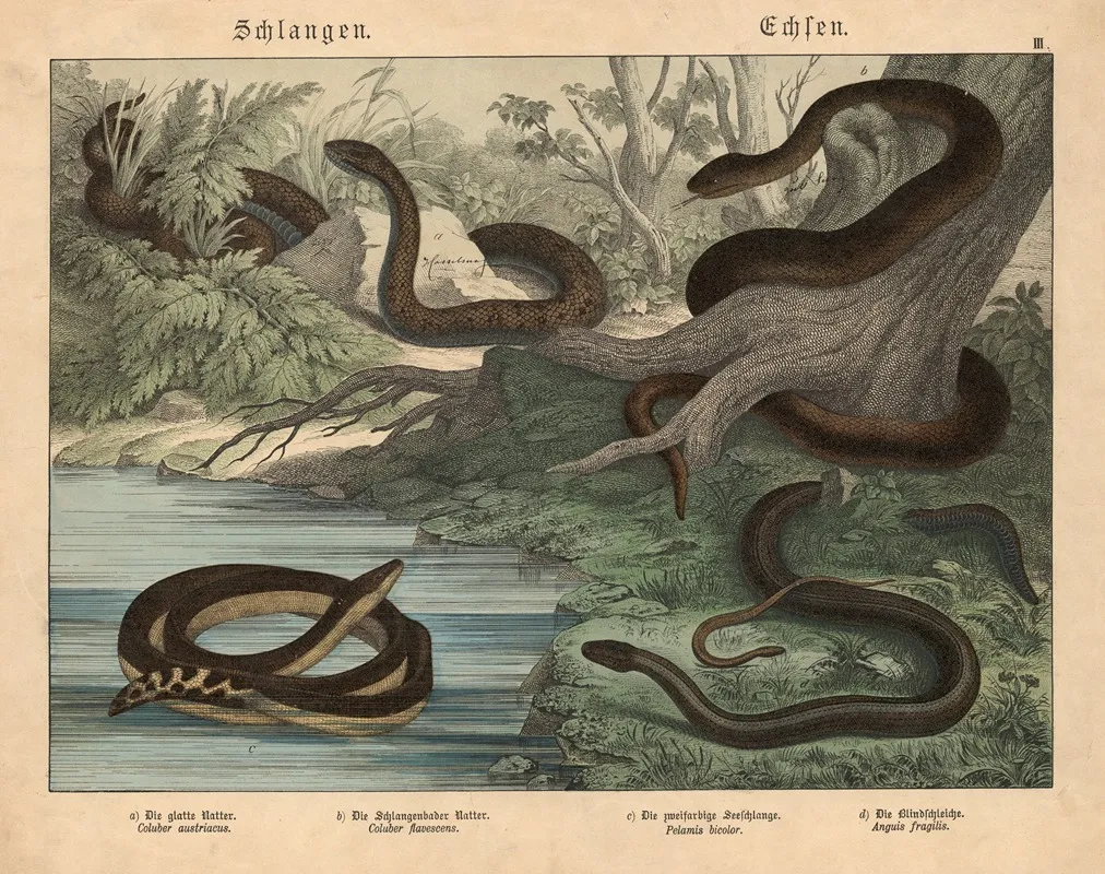 Schlangen Echsen