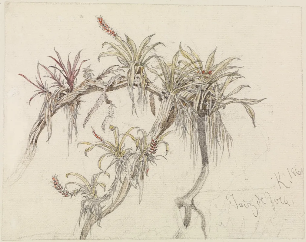 Schmarotzerpflanzen Auf Baumasten