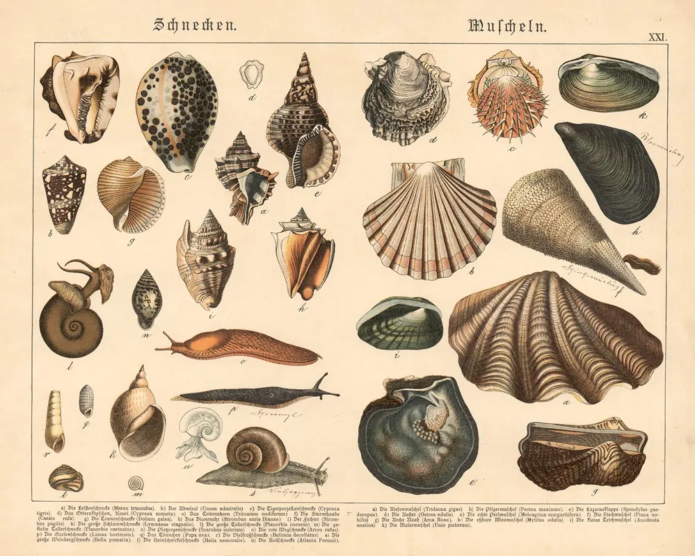 Schnecken Muscheln