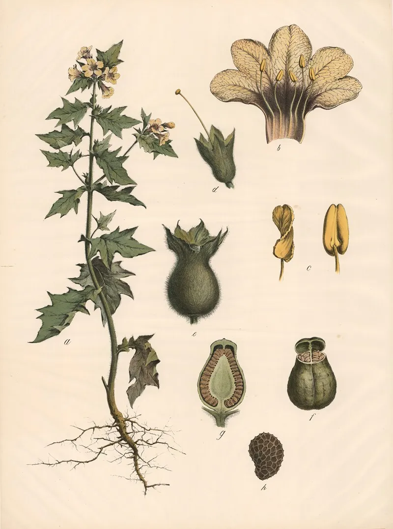 Schwarzes Bilsenkraut