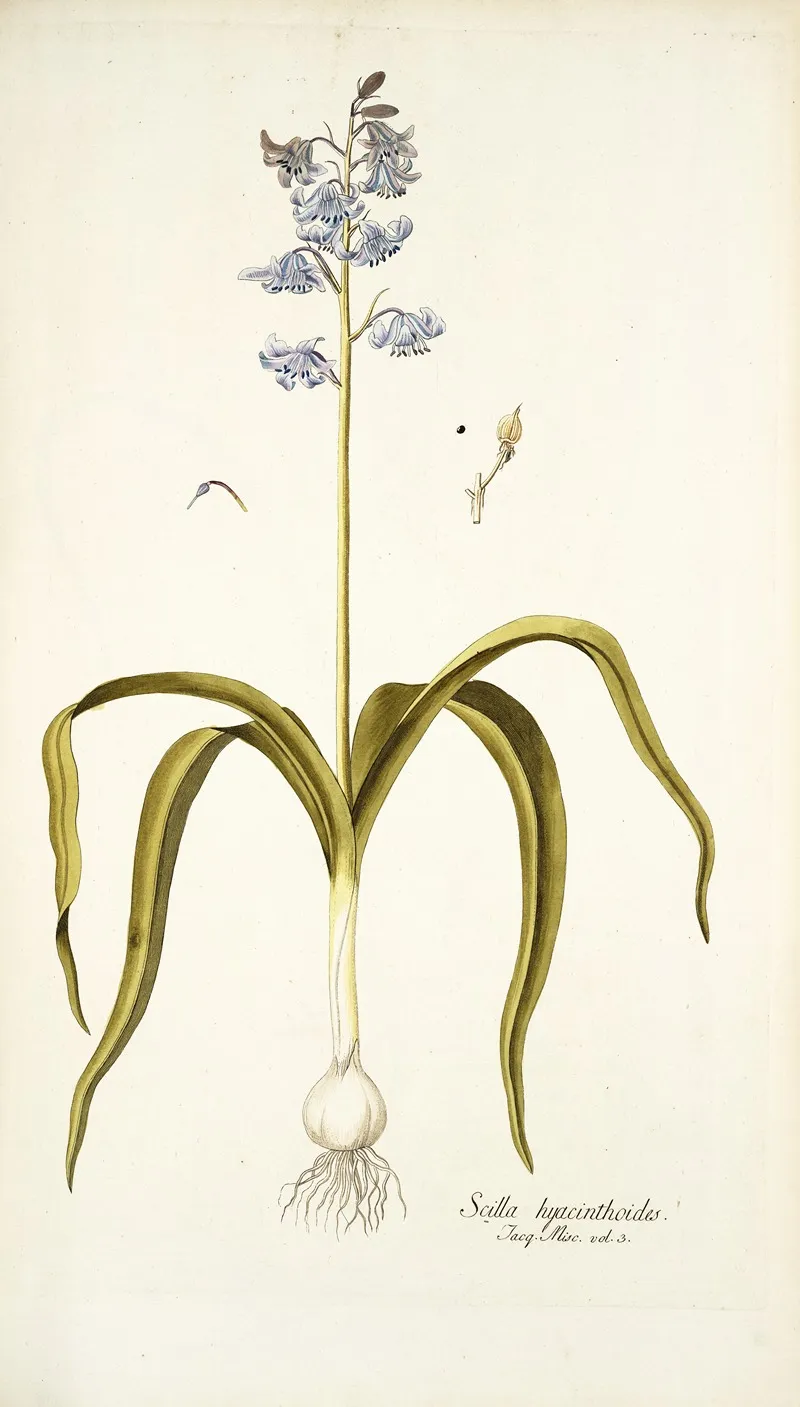 Scilla Hyacinthoides