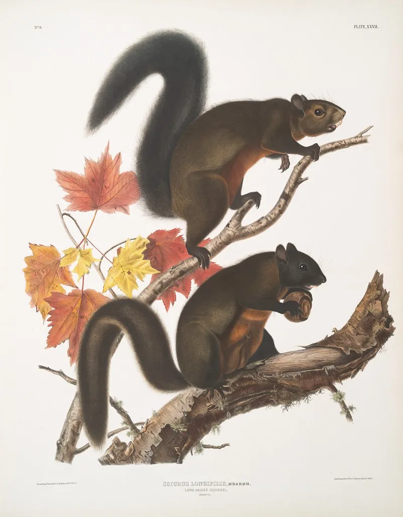 Sciurus Longipilis Long Haired Squirrel Natural Size