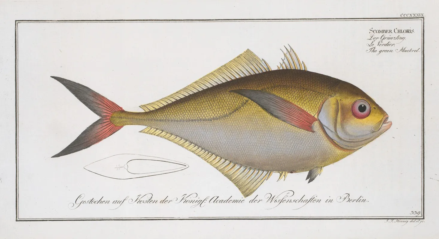 Scomber Chloristhe Green Mackrel by Marcus Elieser Bloch - Canvas Print