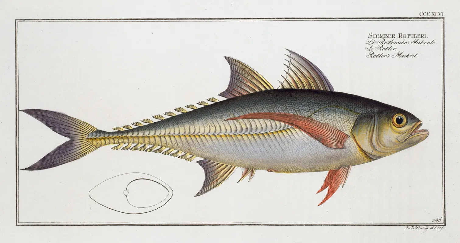 Scomber Rottleri Rottlers Mackrel by Marcus Elieser Bloch - Canvas Print