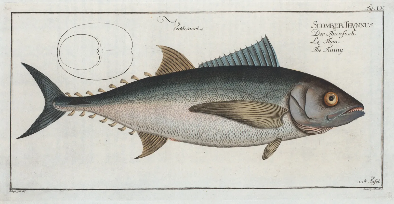 Scomber Thynnus The Tunny