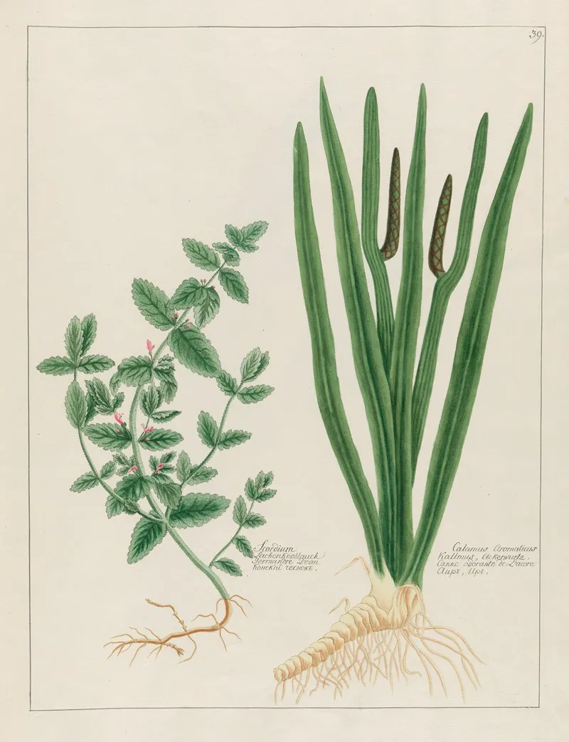 Scordium And Calamus Aromaticus