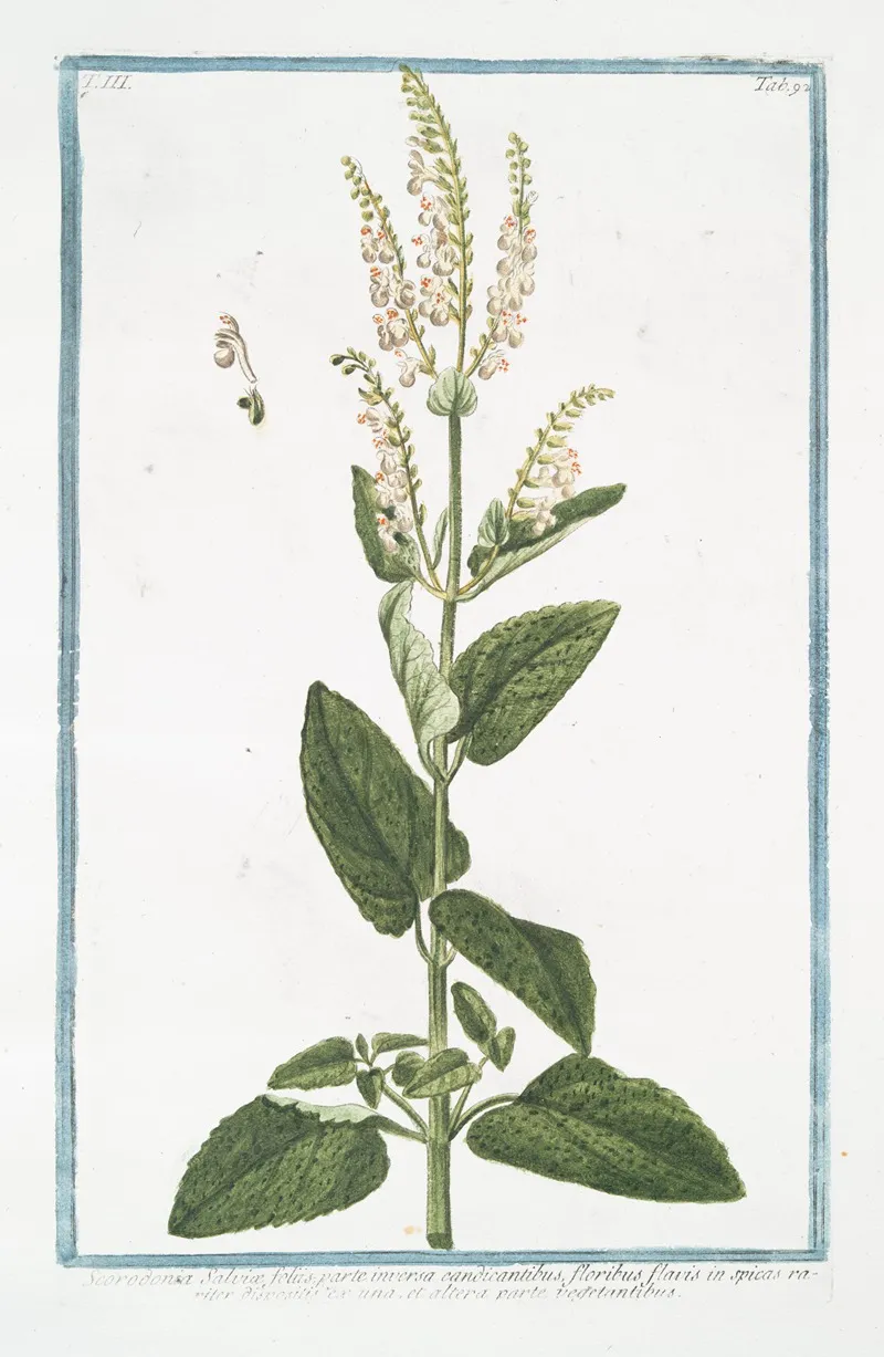 Scorodonia Salviae Foliis Parte Inversa Candicantibus Floribus Flavis In Spicas Rariter Dispositis Ex Una Et Altera Parte Vegetantibus Wood Sage