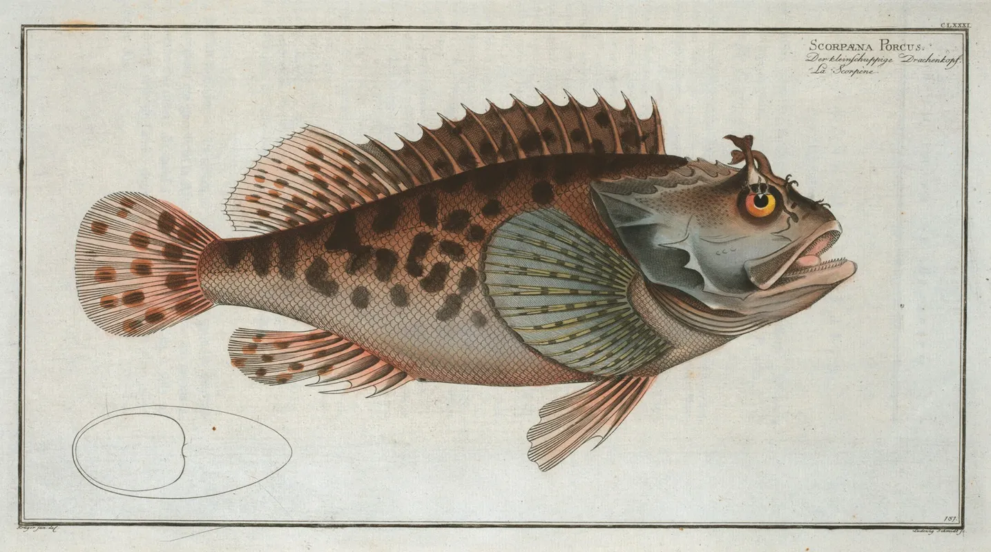 Scorpaena Porcus by Marcus Elieser Bloch - Canvas Print