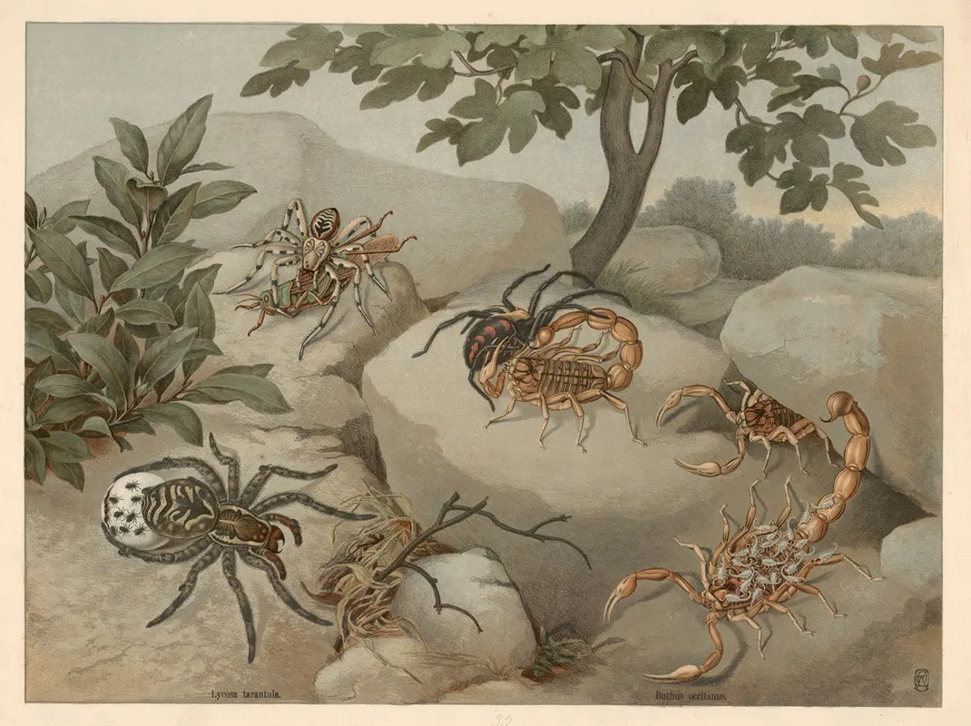 Scorpion And Tarantula