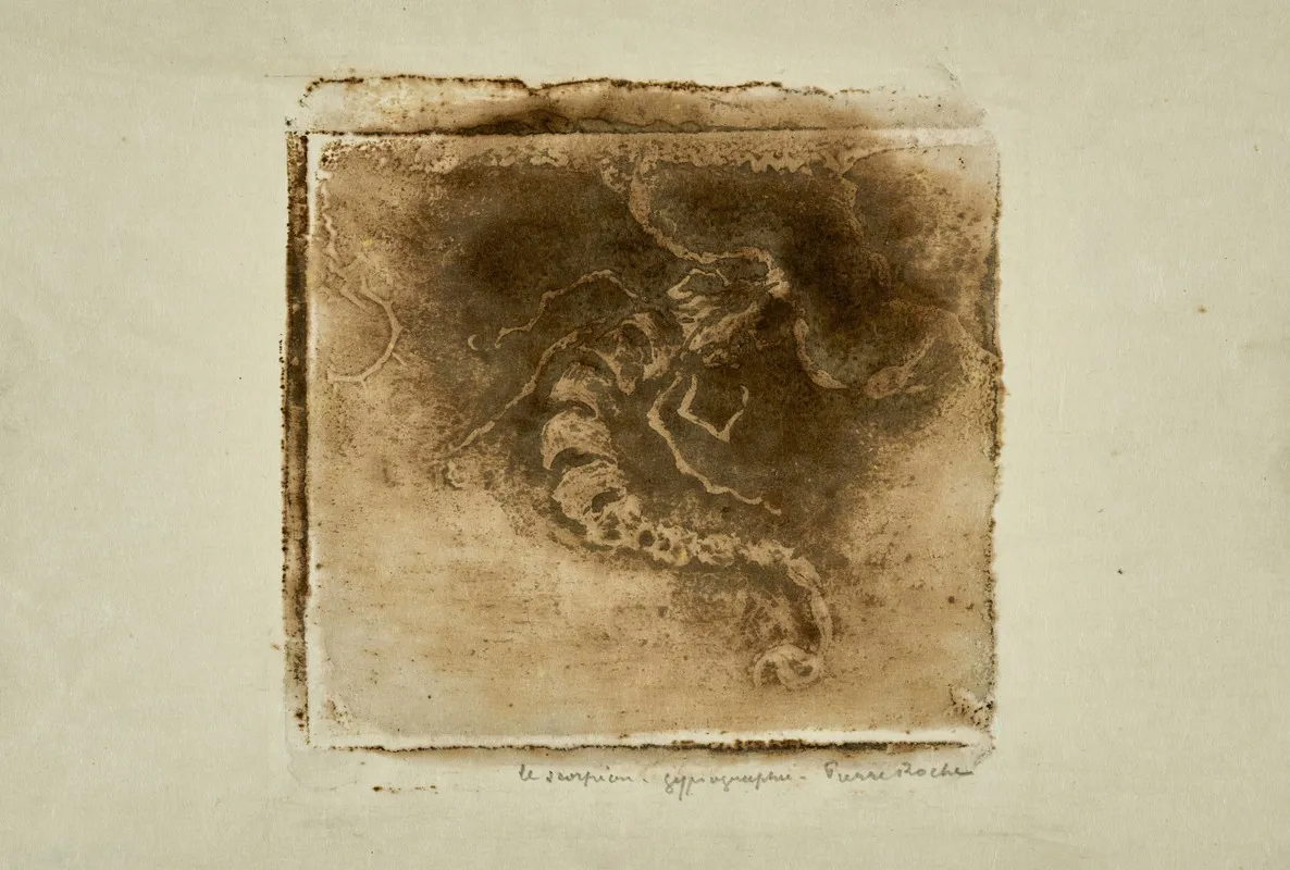 Scorpion by Pierre Roche - Canvas Print