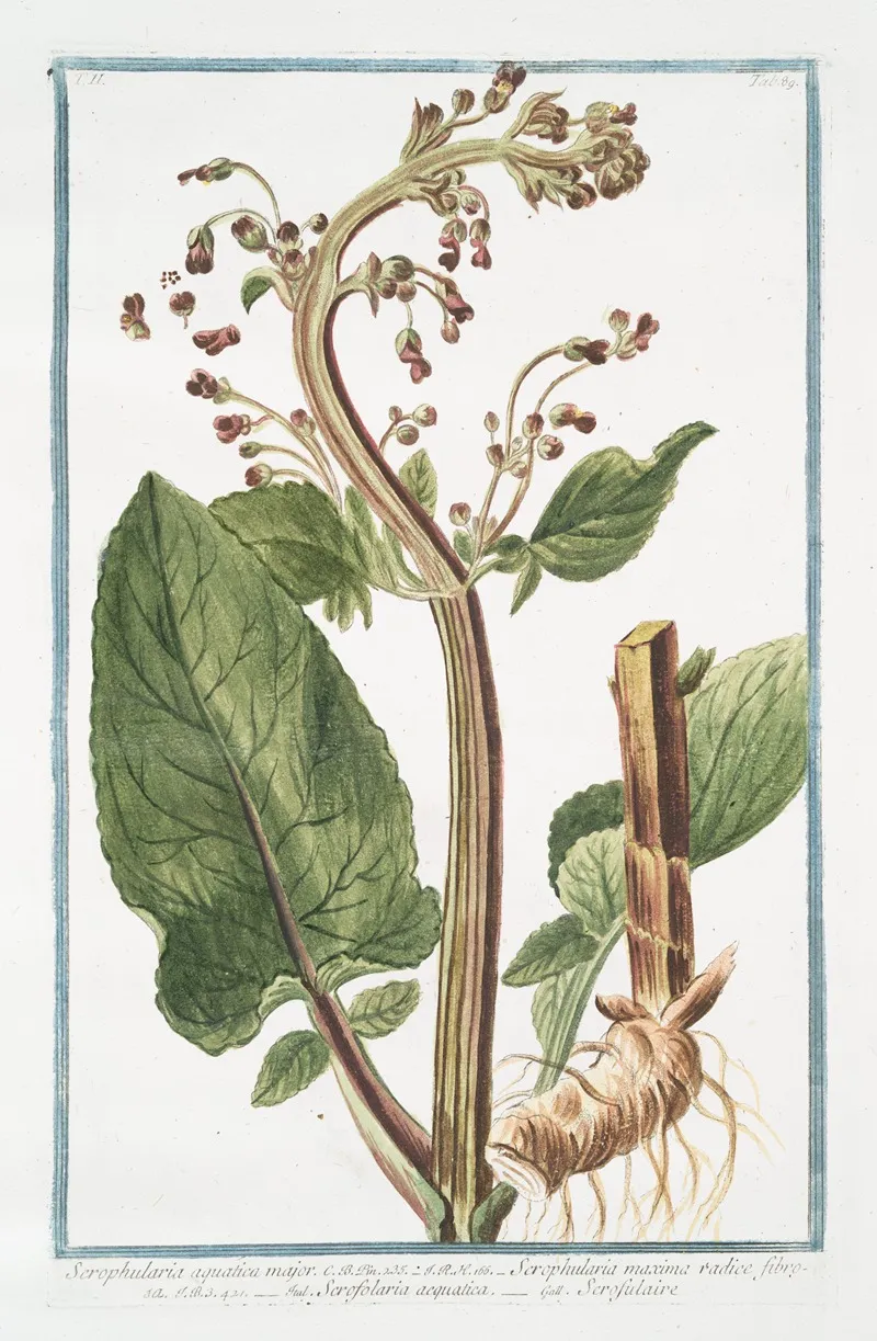 Scrophularia Aquatica Major Scrophularia Maxima Radice Fibrosa Scrofolaria Acquatica Scrofulaire