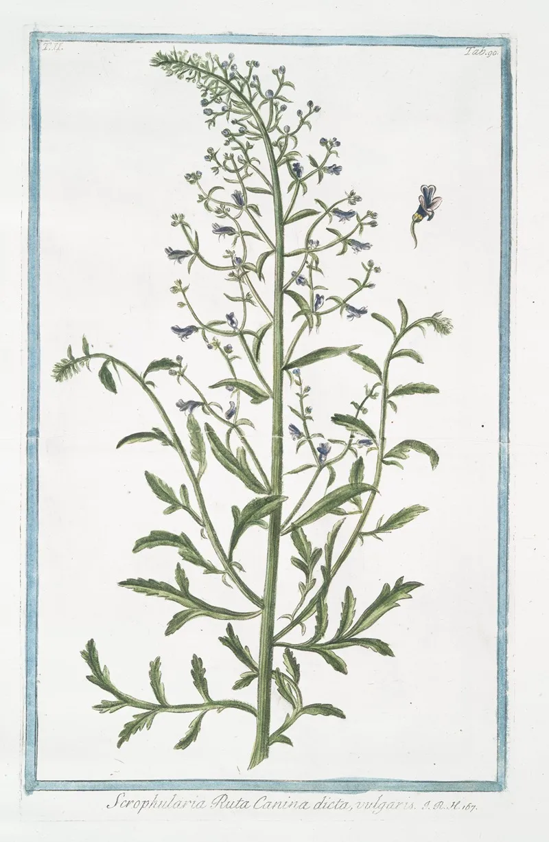 Scrophularia Ruta Canina Dicta Vulgaris Figwort