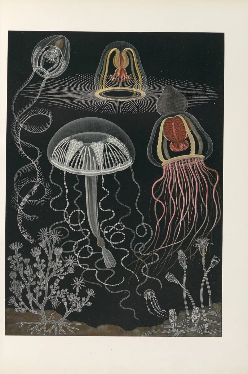 Scyphozoen Und Anthozoen Scheibenquallen Und Blumentiere by Konrad Guenther - Canvas Print