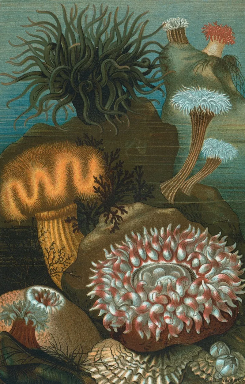 Sea Anemones