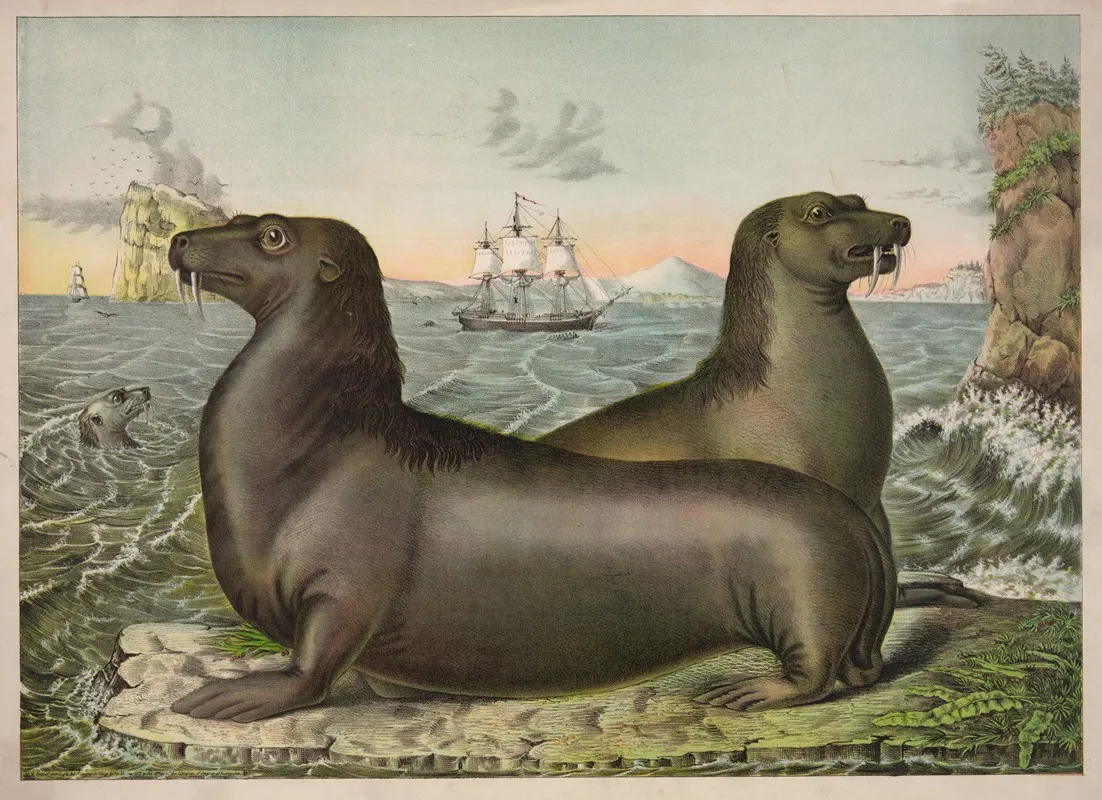 Sea Lions