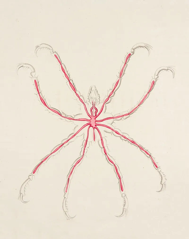 Sea Spider Pycnogonidae