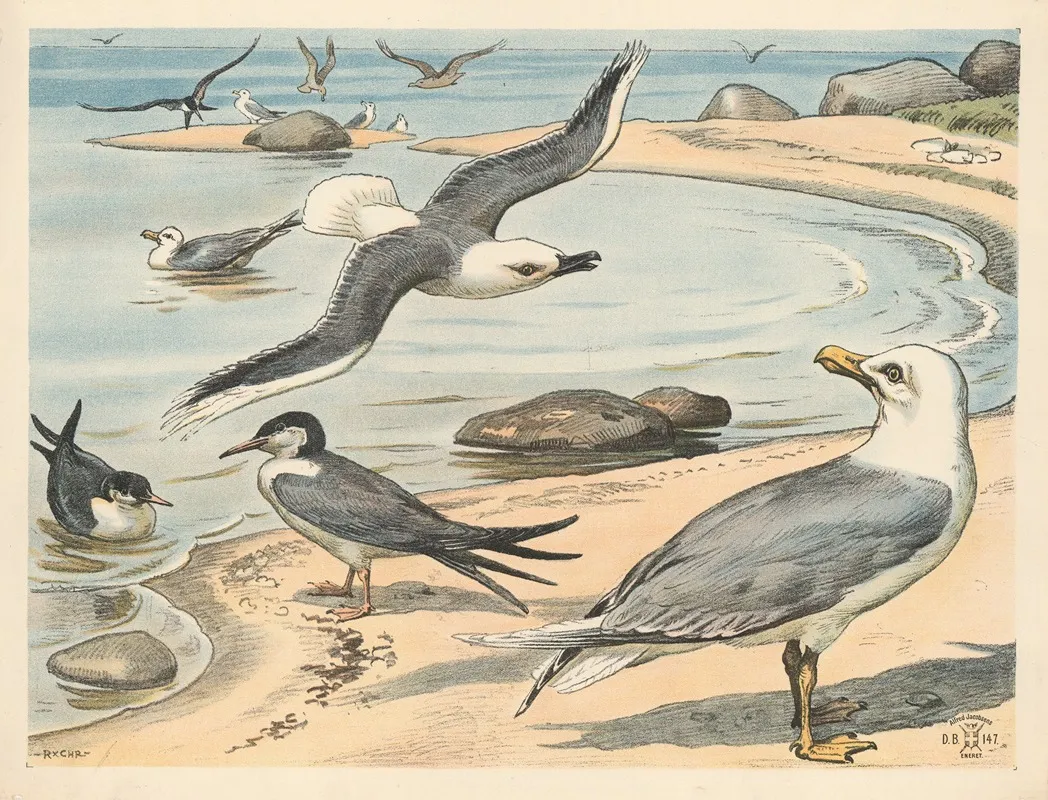 Seagull Tern And Lapwing