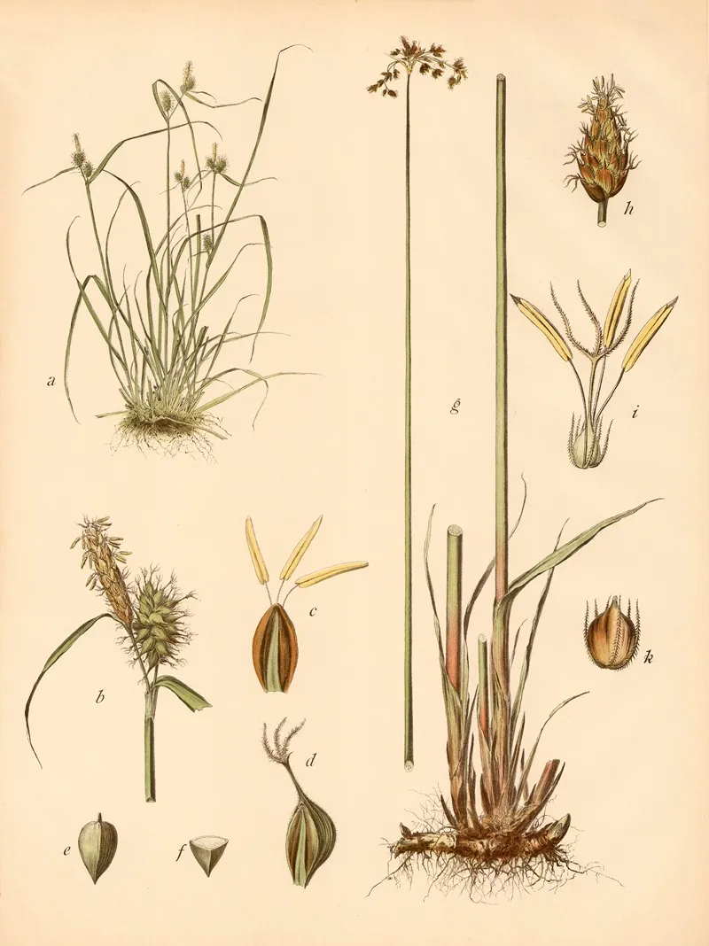 Seesimse U Gelbe Segge