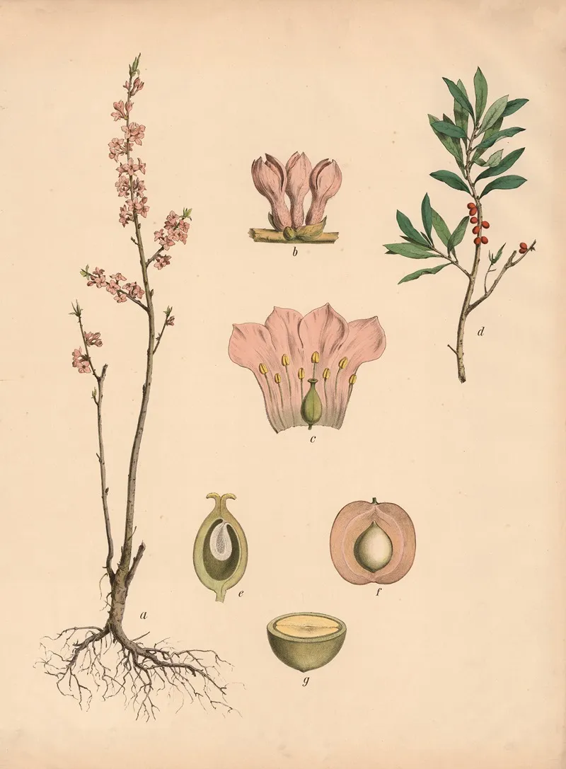 Seidelbast Oder Kellerhals