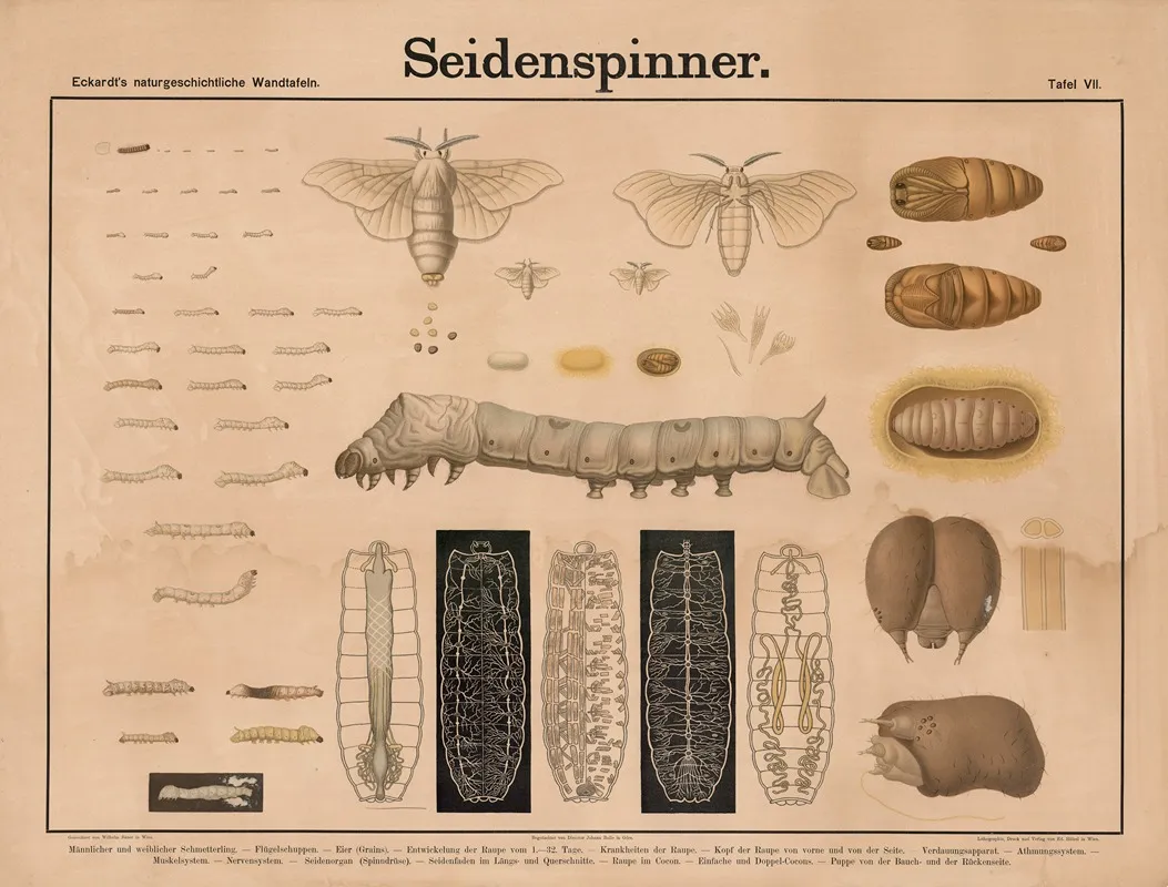 Seidenspinner
