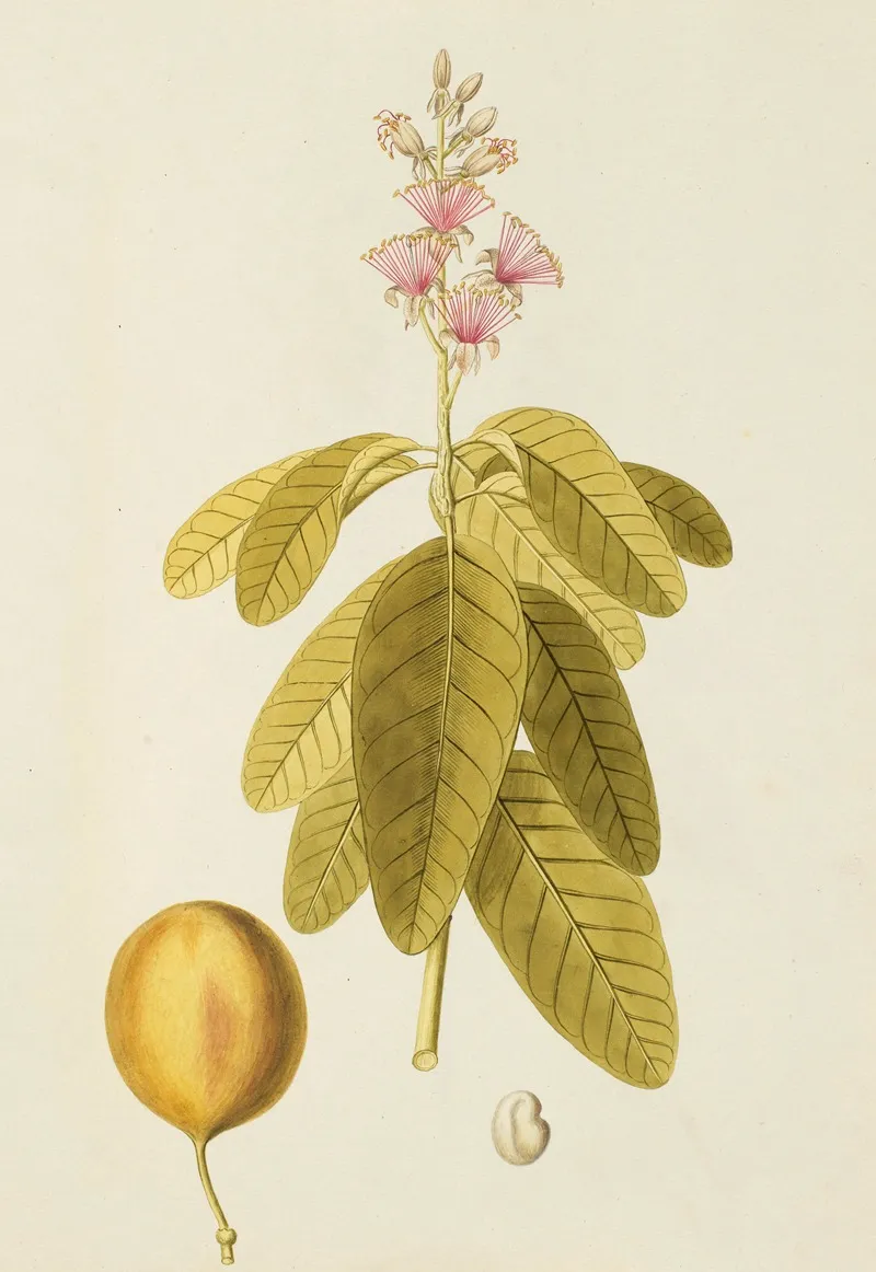 Selectarum Stirpium Americanarum Historia Pl 155