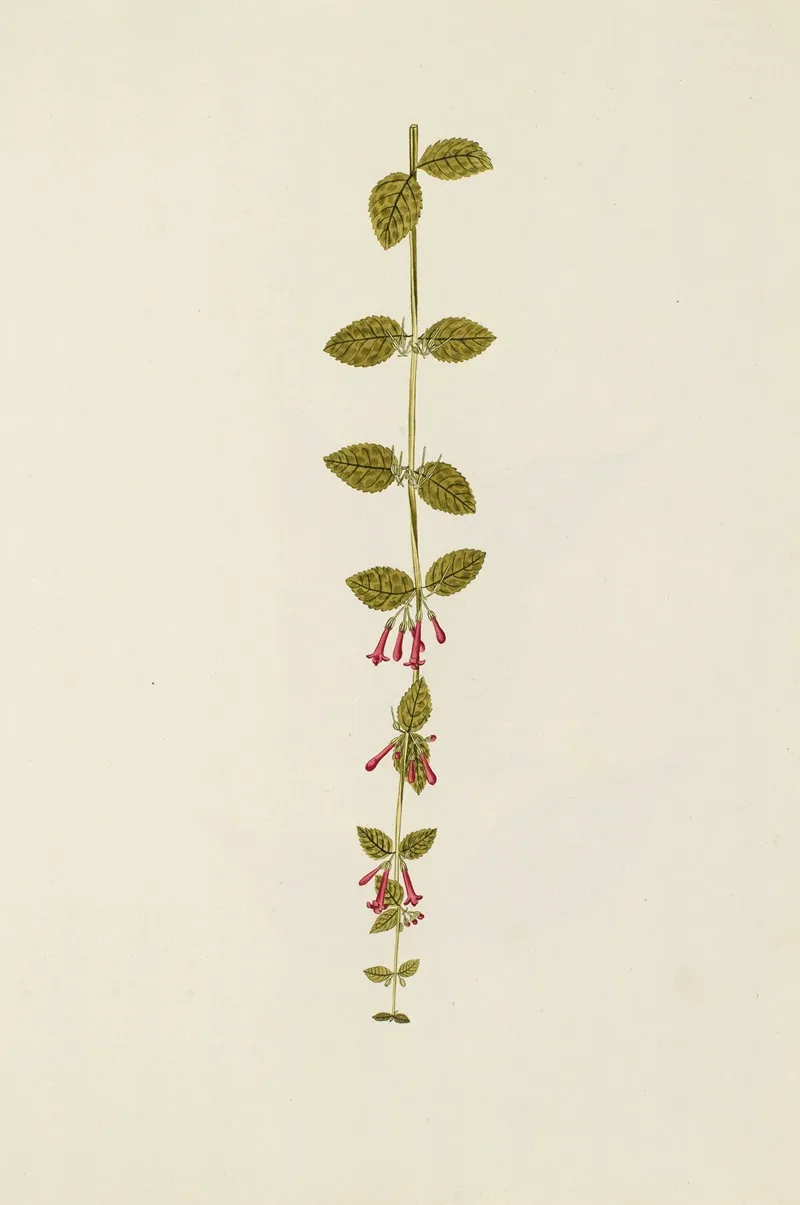 Selectarum Stirpium Americanarum Historia Pl 171