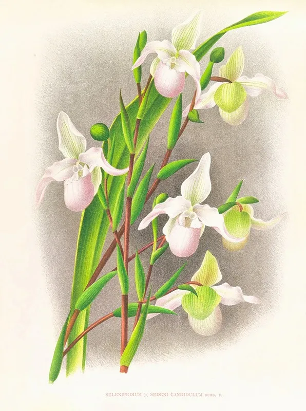 Selenipedium Sedeni Candidulum