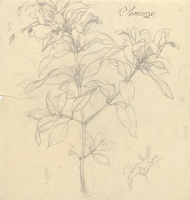 Semezza Ruttya Speciosa by Luigi Balugani - Canvas Print