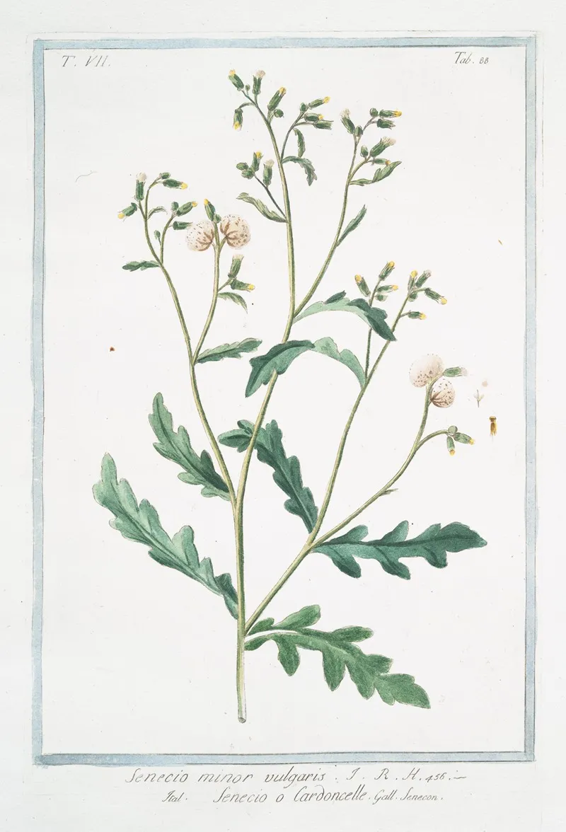 Senecio Minor Vulgaris Senecio O Cardoncelle Senecon Common Groundsel