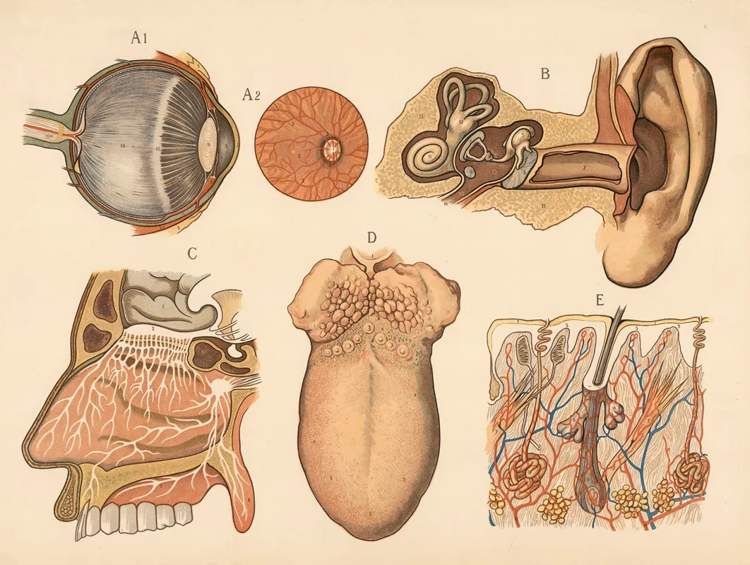 Sense Organs