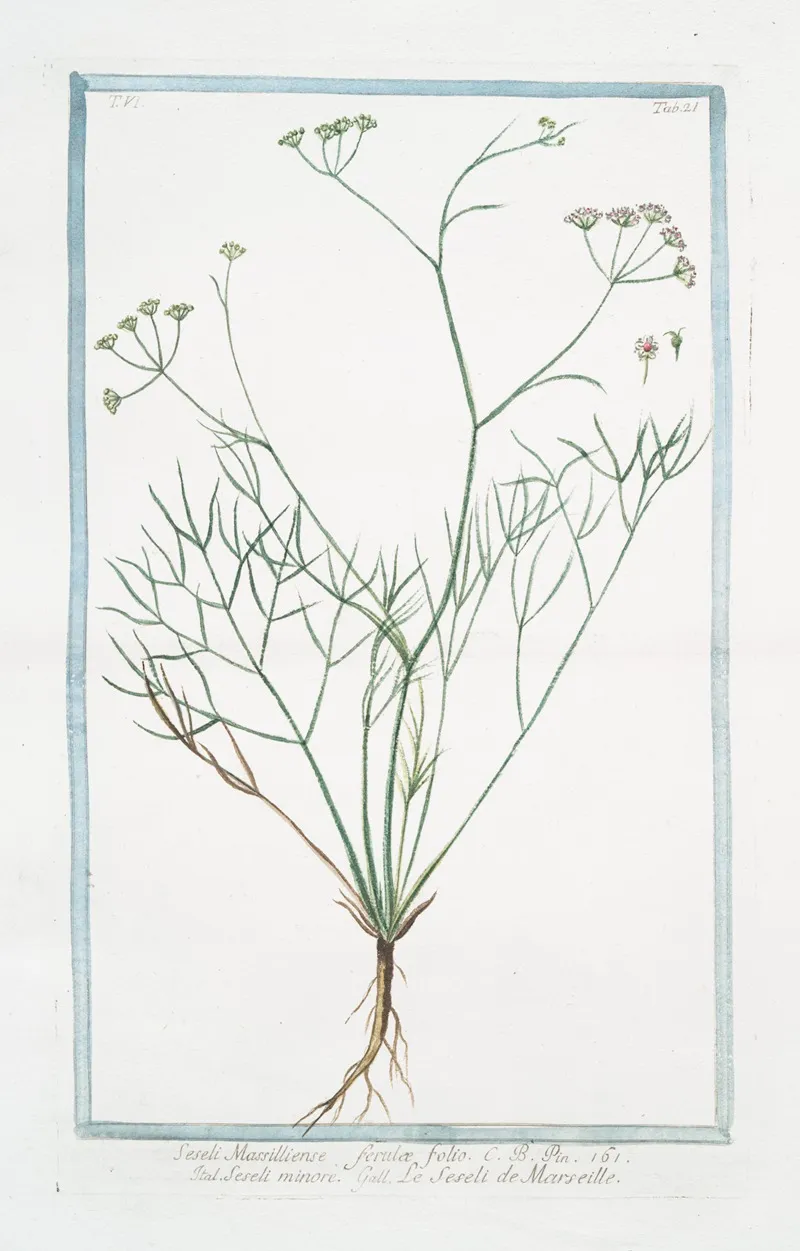 Seseli Massilliense Ferulae Folio Seseli Minore Le Seseli De Marseille Moon Carrot