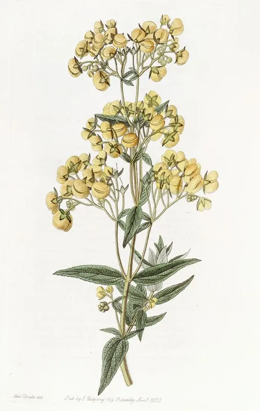Sessile Leaved Calceolaria