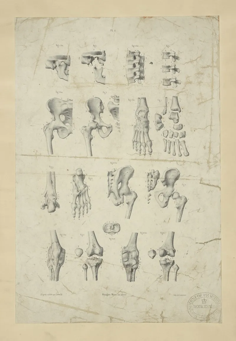 Several Views Of Bones Of Pelvis Knee And Foot by M.A. Nattali - Canvas Print