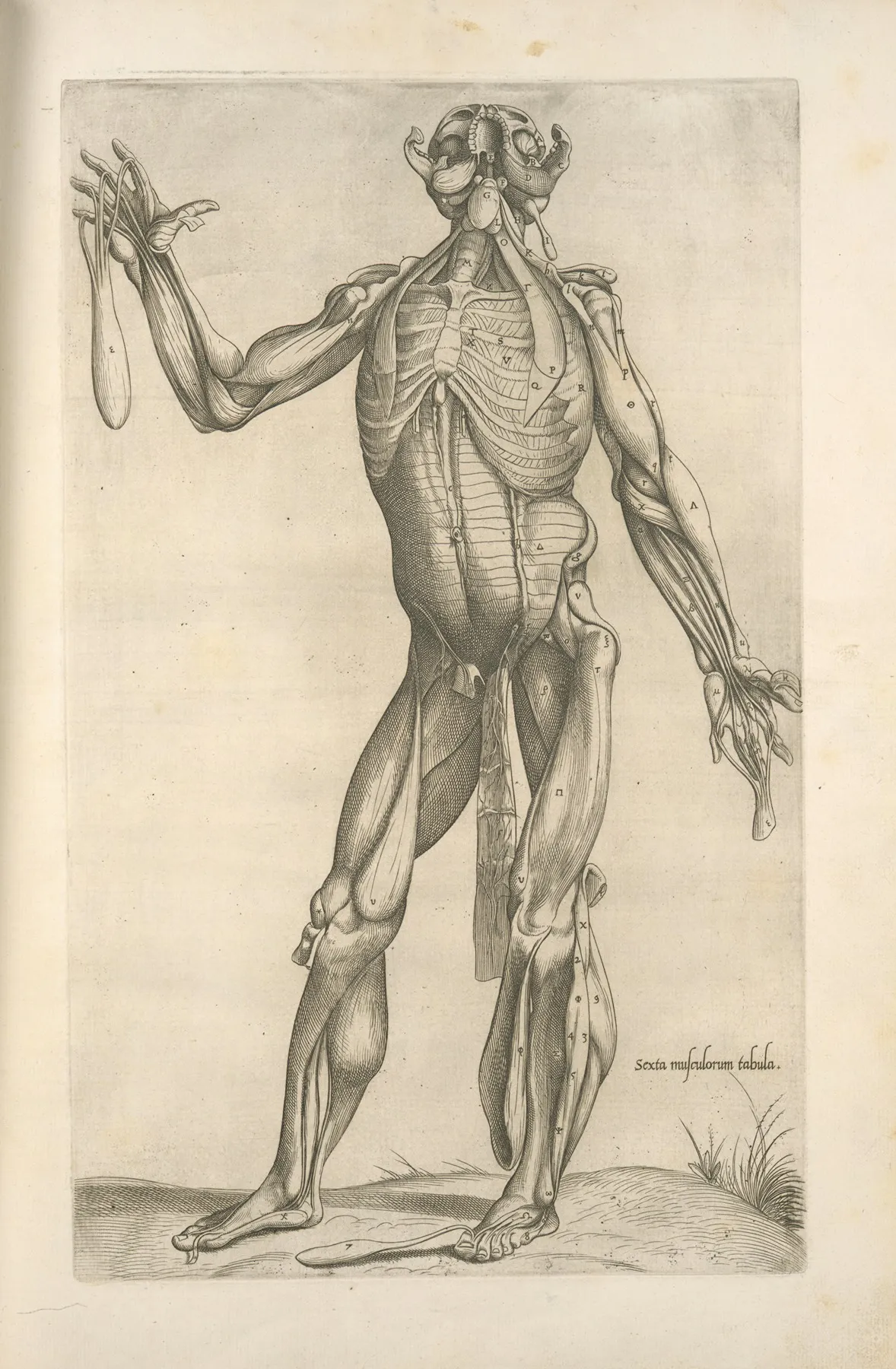 Sexta Musculorum Tabula by Thomas Geminus - Canvas Print