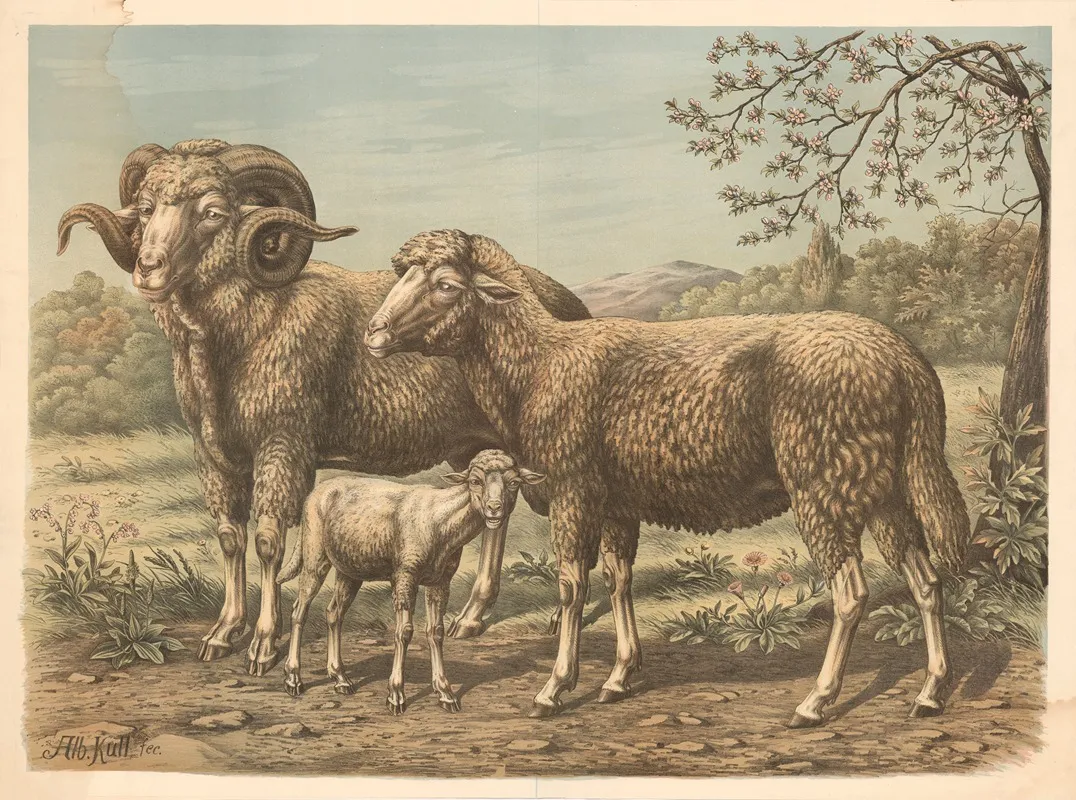 Sheep 18