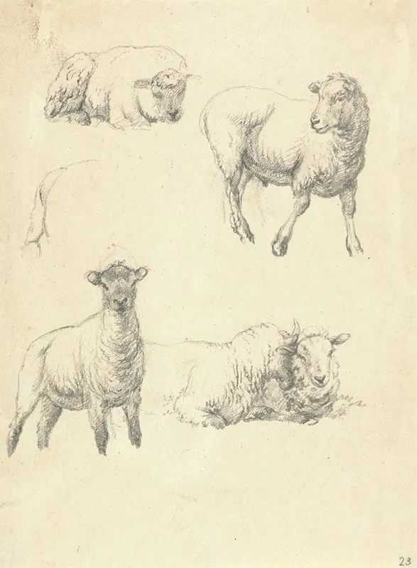 Sheep 4 by Robert Hills - Canvas Print