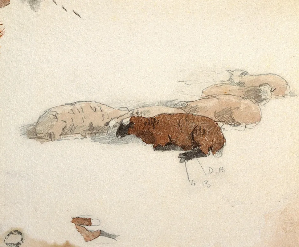 Sheep Resting