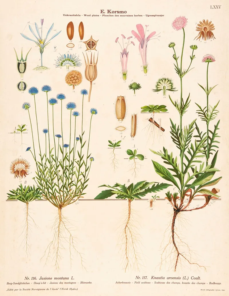 Sheeps Bit Field Scabious by Knut Quelprud - Canvas Print