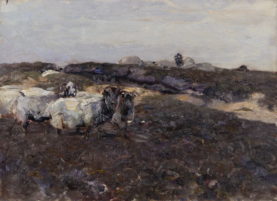 Sheeps In Moorland