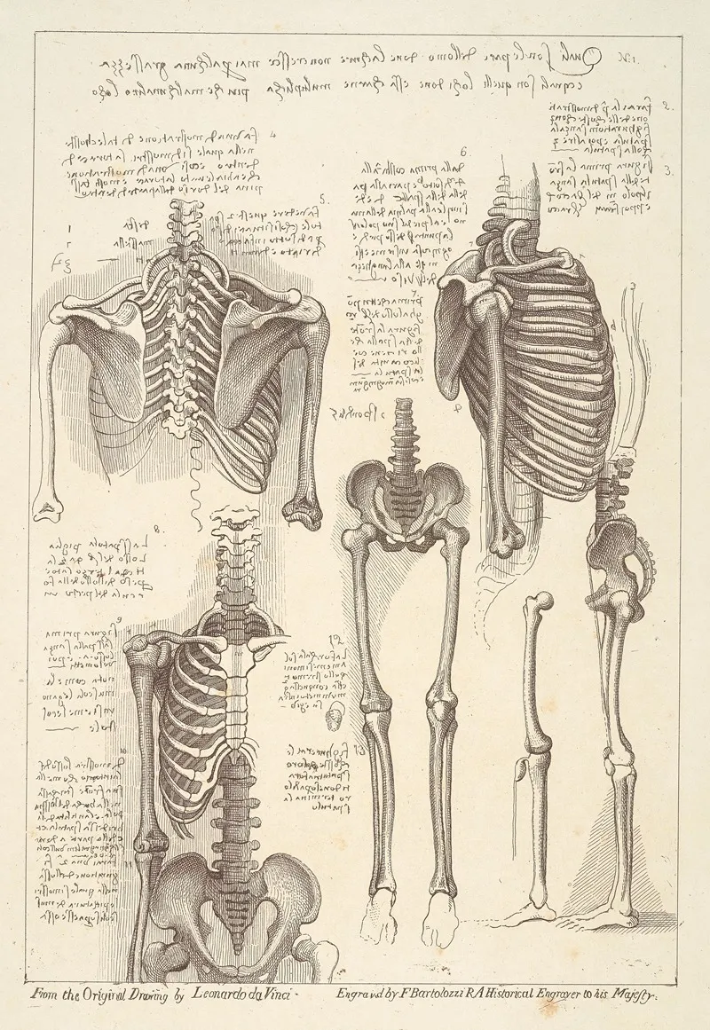 Sheet Of Anatomical Studies Of Postcranial Bones After Leonardo Da Vinci by Francesco Bartolozzi - Canvas Print
