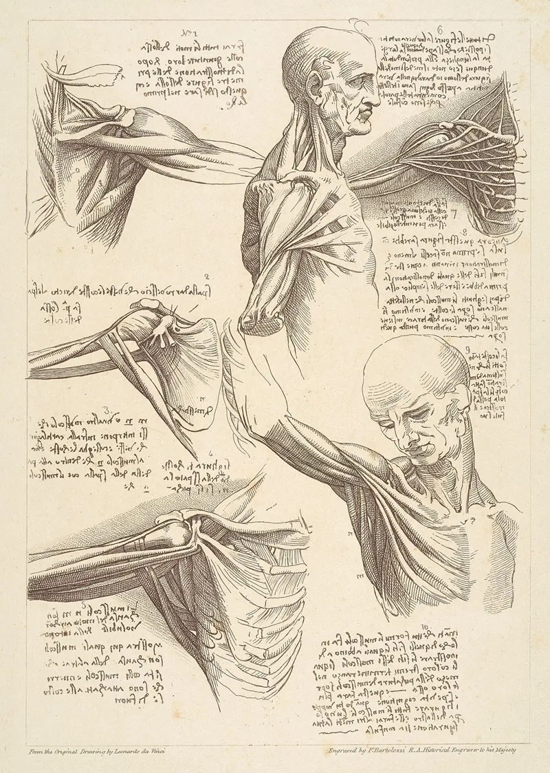 Sheet Of Anatomical Studies Of The Shoulder Muscles After Leonardo Da Vinci