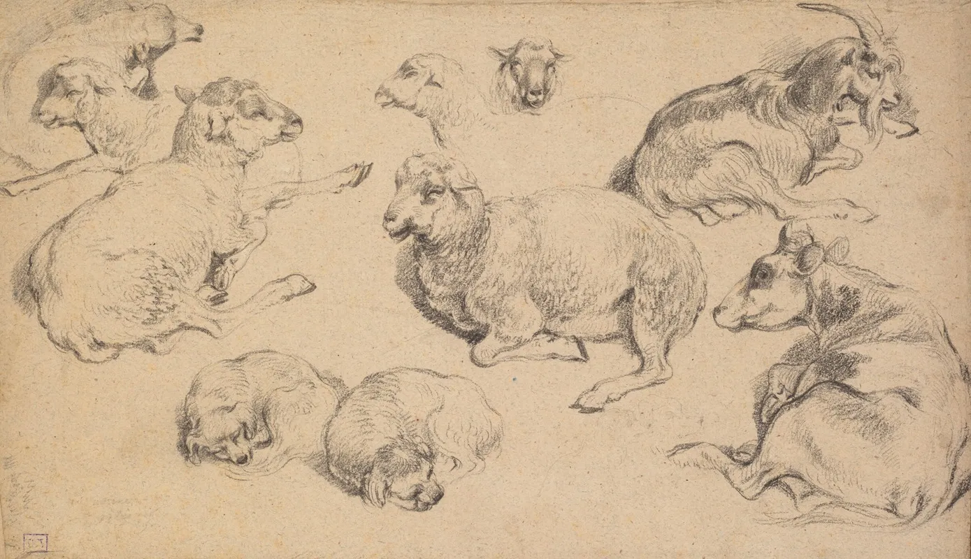 Sheet Of Studies With Sheep Goats And Dogs