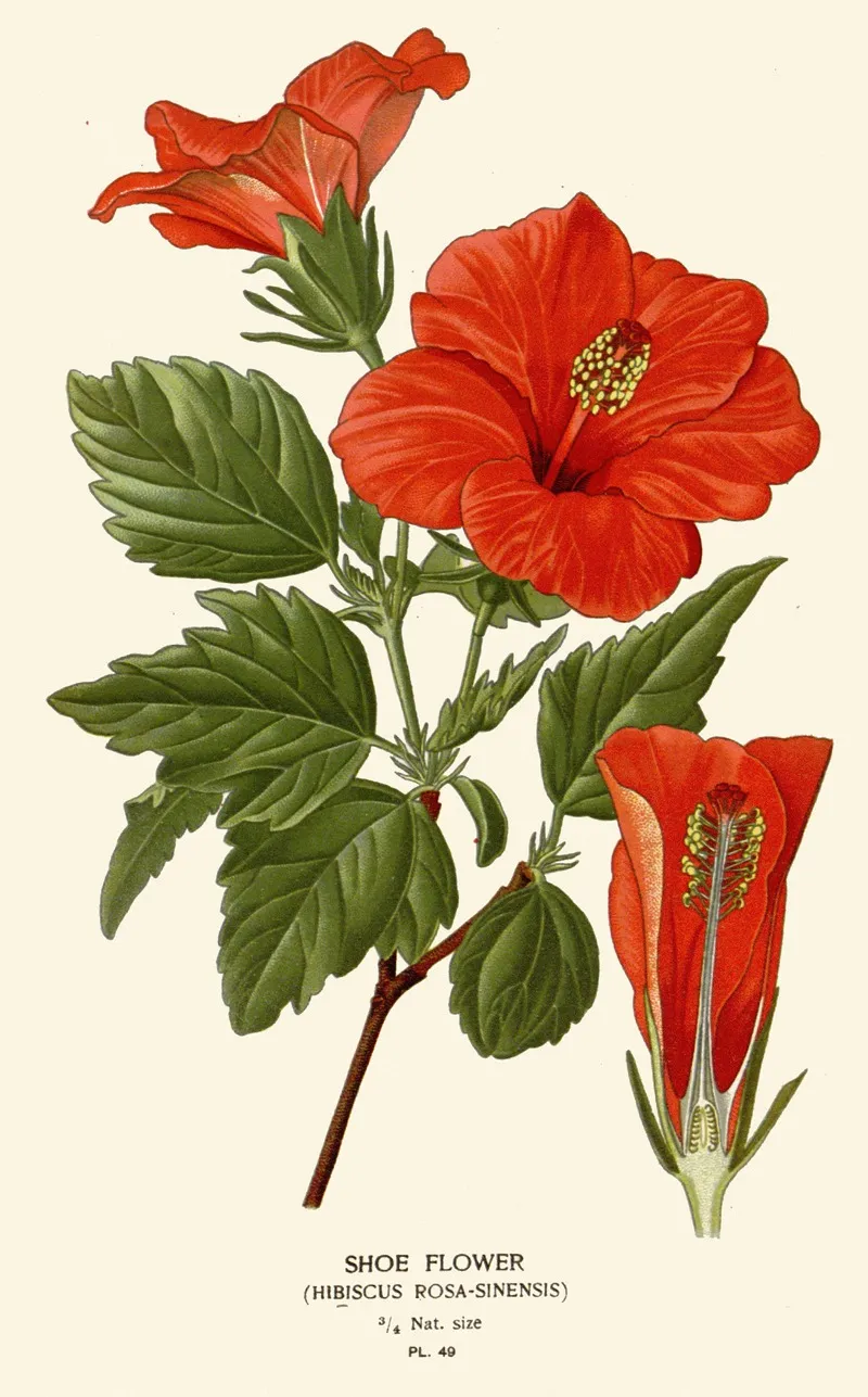 Shoe Flower 2 by Edward Step - Canvas Print