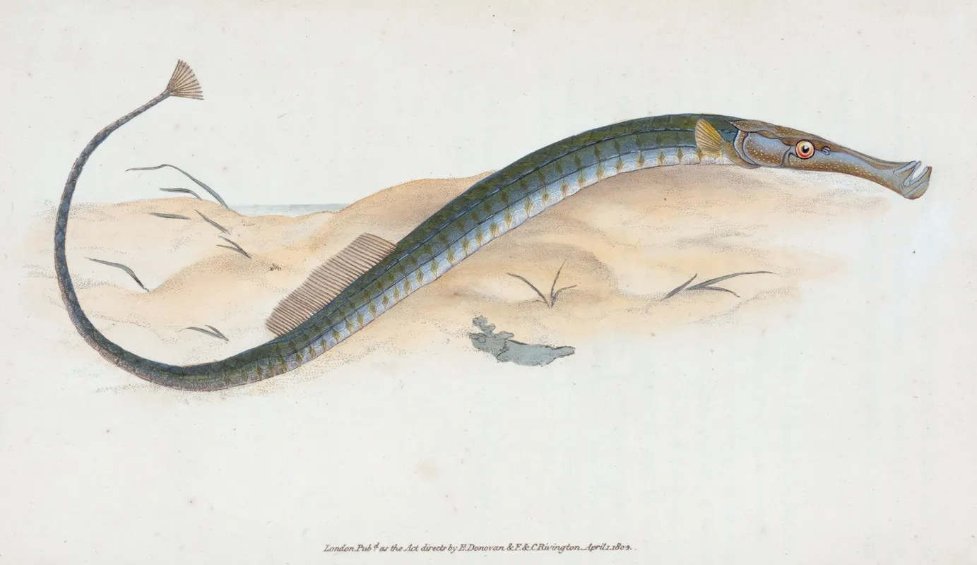 Shorter Pipe Fish Syngnathus Typhle by Edward Donovan - Canvas Print