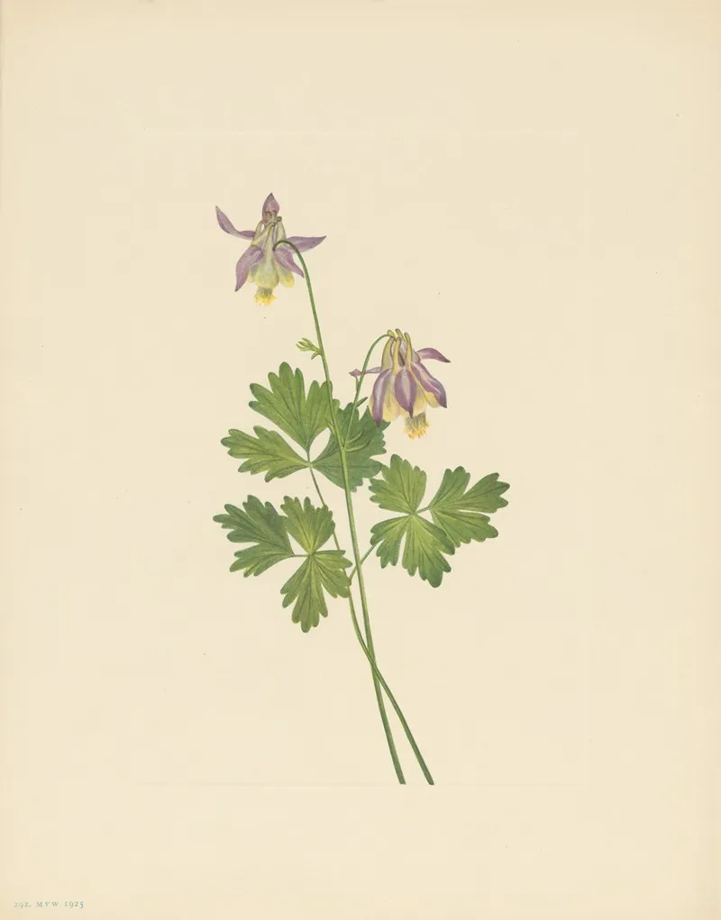 Shortspur Columbine Aquilegia Brevistyla 3